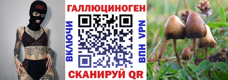 Купить закладки  Щигры  Галлюциногенные грибы GOLDEN TEACHER 